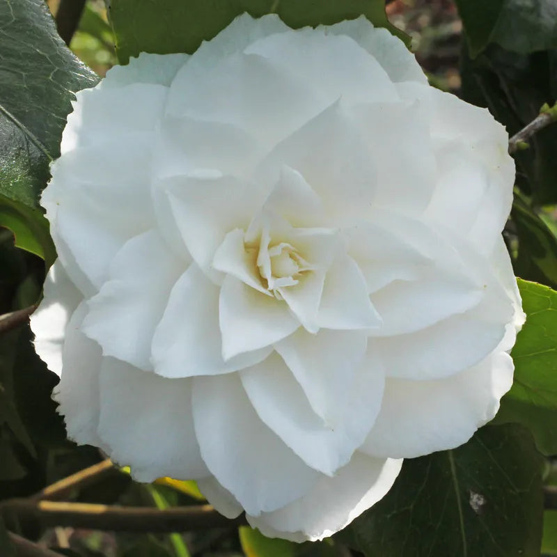 Camellia Nuccio's Gem