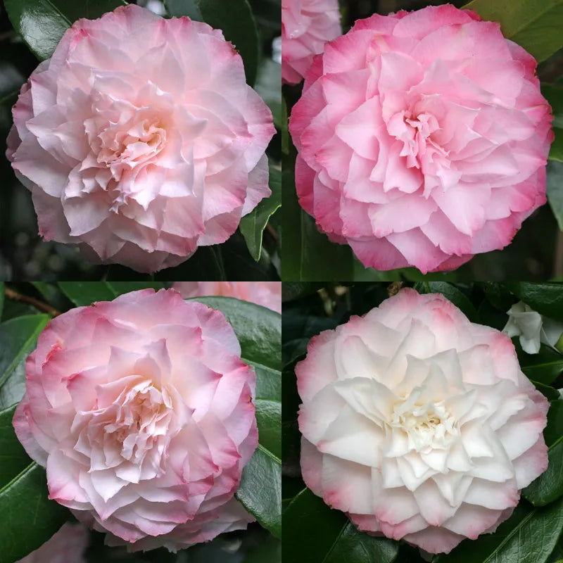 Camellia Nuccio's Pearl