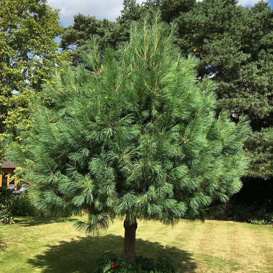 Pinus wallichiana