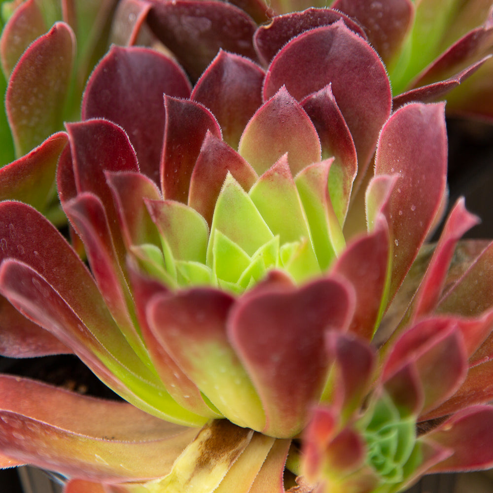 Aeonium Phoenix Flame – Hot Plants