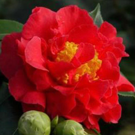Bridge Red Blood of China Camellia Flower