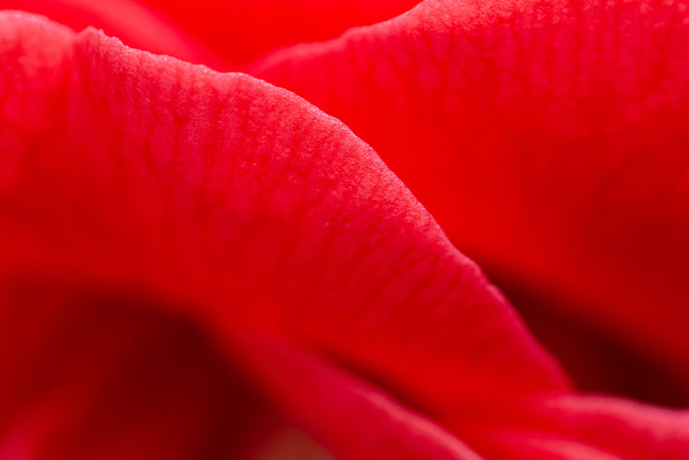 Close up of Camellia japonica 'Adolphe Audusson' (AGM) petal.