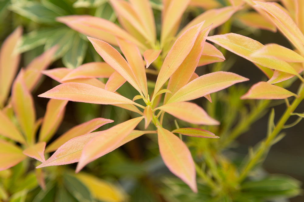 Image of Pieris flaming silver close-up