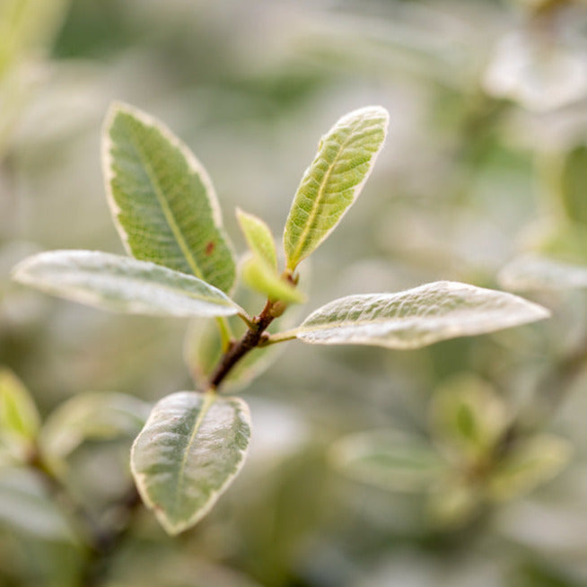 Pittosporum_tenuifolium_Silver_Ball