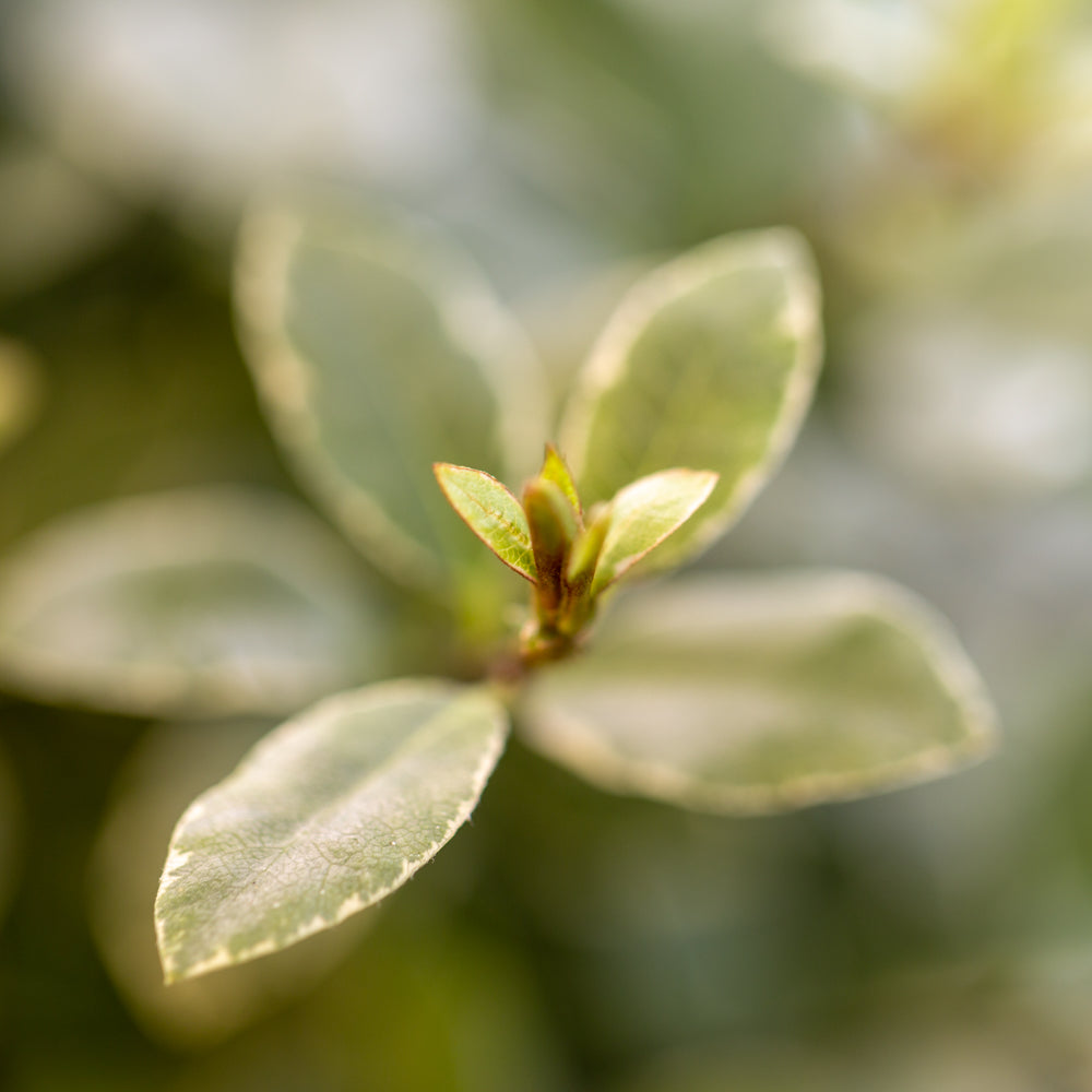 Pittosporum_tenuifolium_Silver_Ball